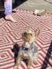 1 year old Yorkie for sale