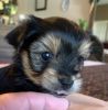 Adorable male Yorkie