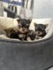 Minute Yorkshire Terrier Puppies