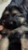I have German Shepherd puppies to sale