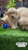 40 days Golden Retriever pups for sale in Jaipur
