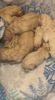 F1 Labradoodle puppies for sale