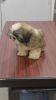 cutest 2.5 month old male lhasa apso