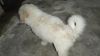 I have two pomerian puppies 1male and 1 female
