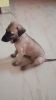 Chippi paarai puppies for sale
