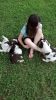 English Springer spaniel puppies for sale