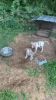 2 beautiful American bully pups ones a blue Merle