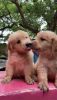 Golden retriever pure heavy quality bread male puppies urgent for sal