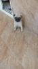 I have pug puppy for sale at wagholi