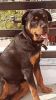 ROTTWEILER -MALE 7 MONTH OLD FULL VACCINATED &VER FRIENDLY SOCIALIZED
