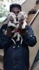 Rajapalayam puppy for sale