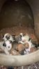 Border collie/boxer mix puppies looking for a new home