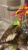 Baby bird Woodstock needs a forever home!