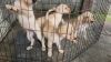 Labrador Puppies For Sale In Thrissur
