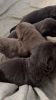 AKC Purebred Labrador Retrievers