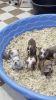 7 WEEK BULLY PUPPIES *ABKC REGISTERED*