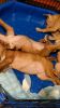 4 puppies, Brindle and Blonde color with hazel eyes, Lakeland
