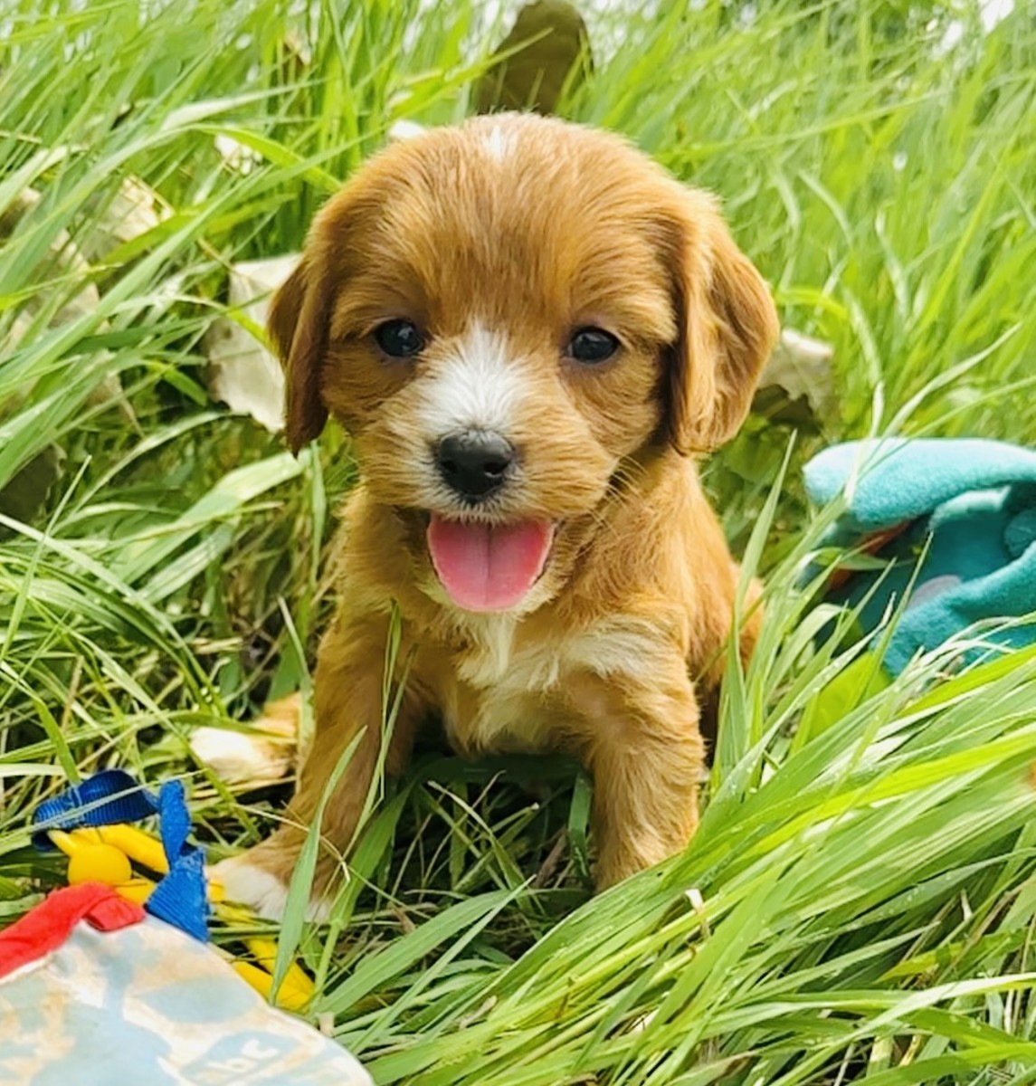 Cavapoo For Sale in Camas | Petzlover