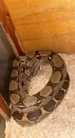 Abaco Island Boa Reptiles for sale in Warren, IN 46792, USA. price: $350