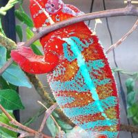 Abaco Island Boa Reptiles for sale in Susanville, CA, USA. price: $300