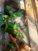 Abaco Island Boa Reptiles for sale in Fort Worth, TX, USA. price: $175