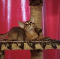 Abyssinian Cats for sale in Murrieta, California. price: $2,200