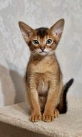 Abyssinian Cats for sale in Seattle, Washington. price: $1,680