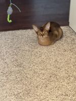 Abyssinian Cats for sale in Cedarburg, WI, USA. price: $1,500