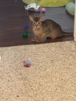 Abyssinian Cats Photos