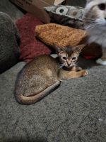 Abyssinian Cats Photos