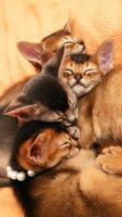 Клубные абиссинские котята