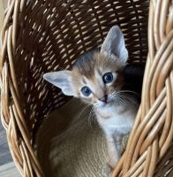 Abyssinian Cats for sale in Roberts, WI 54023, USA. price: $1,200