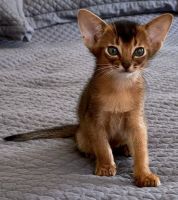 Adorable Abyssinian Kittens for Adoption!