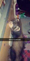 Abyssinian Grass Rat Rodents for sale in Newnan, GA, USA. price: $800