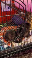 Abyssinian Grass Rat Rodents Photos
