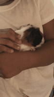 Abyssinian Guinea Pig Rodents for sale in Lakeland, FL, USA. price: NA