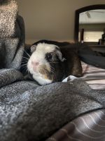 Abyssinian Guinea Pig Rodents for sale in Sun City West, AZ, USA. price: NA