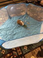 Abyssinian Guinea Pig Rodents for sale in Kokomo, IN 46901, USA. price: $50