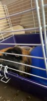 Abyssinian Guinea Pig Rodents for sale in Henry, VA 24102, USA. price: $125