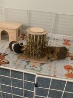 Abyssinian Guinea Pig Rodents for sale in Edgewater Park, NJ 08010, USA. price: $50