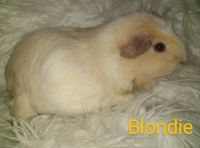 Abyssinian Guinea Pig Rodents Photos