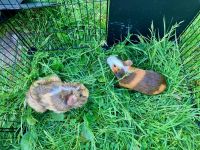 Abyssinian Guinea Pig Rodents for sale in Buckhannon, West Virginia. price: $60