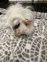 Abyssinian Guinea Pig Rodents for sale in Ball Ground, Georgia. price: $20
