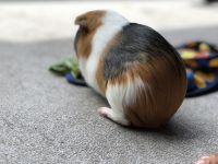 Abyssinian Guinea Pig Rodents for sale in Woodbridge Township, NJ, USA. price: $35