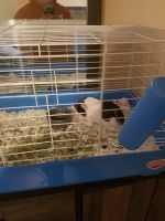 Abyssinian Guinea Pig Rodents for sale in 730 River Plantation Dr, Conroe, TX 77302, USA. price: $50