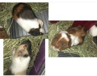 Abyssinian Guinea Pig Rodents for sale in 107 Franklin Ave, Rockaway, NJ 07866, USA. price: $200