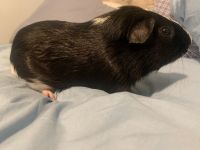 Abyssinian Guinea Pig Rodents Photos