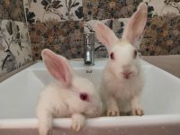 Abyssinian Hare Rabbits Photos