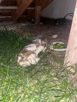 Abyssinian Hare Rabbits Photos