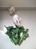 Abyssinian Hare Rabbits for sale in Ameenpur Rd, Ameenpur, Miyapur, Telangana, India. price: 800 INR